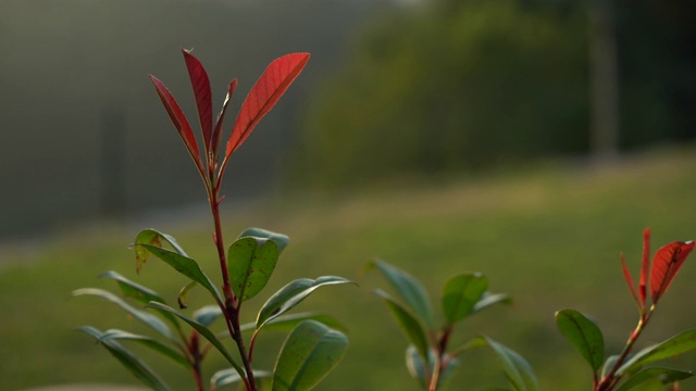 植物绿色花卉自然视频素材