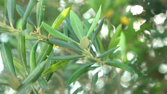 植物绿色花卉自然视频素材