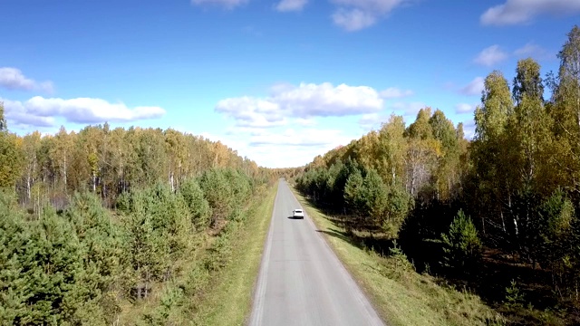 Flycam跟踪在桦木松林之间的道路上行驶的汽车视频素材