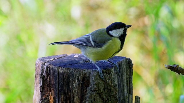 鸟-大山雀(Parus major)走过秋天的森林。视频素材