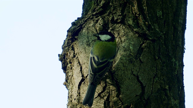 鸟-大山雀(Parus major)走过秋天的森林。视频素材