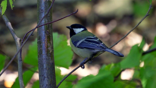 鸟-大山雀(Parus major)走过秋天的森林。视频素材