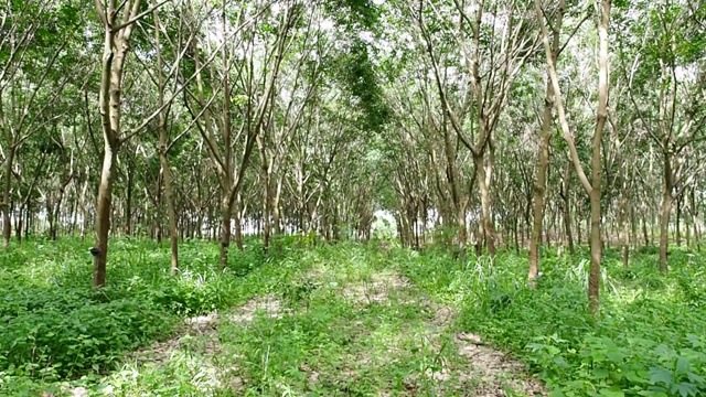 天然橡胶种植隧道、橡胶树和填充乳胶的碗视频素材