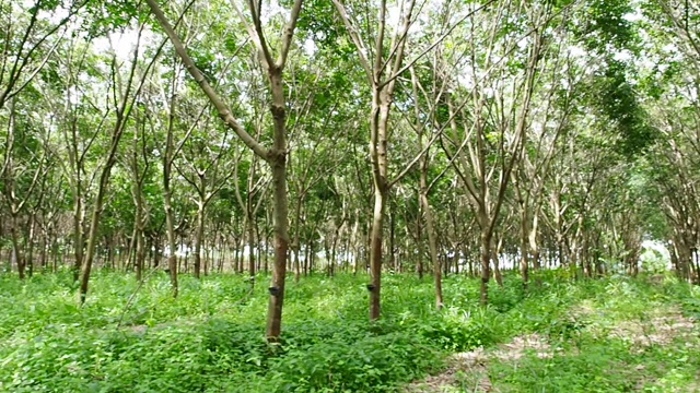 天然橡胶种植隧道、橡胶树和填充乳胶的碗视频素材