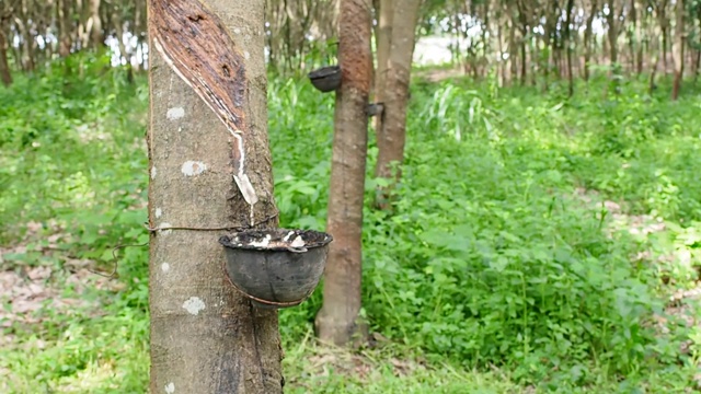 天然橡胶种植隧道、橡胶树和填充乳胶的碗视频素材