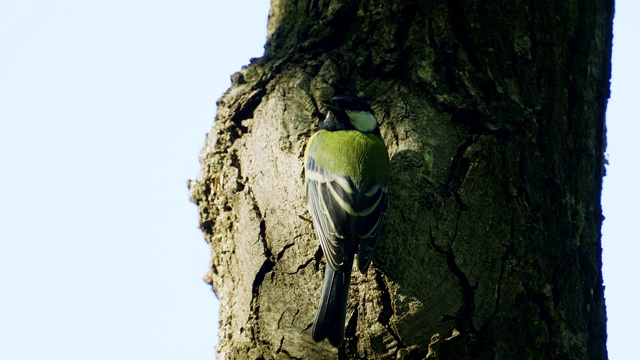 鸟-大山雀(Parus major)走过秋天的森林。视频素材