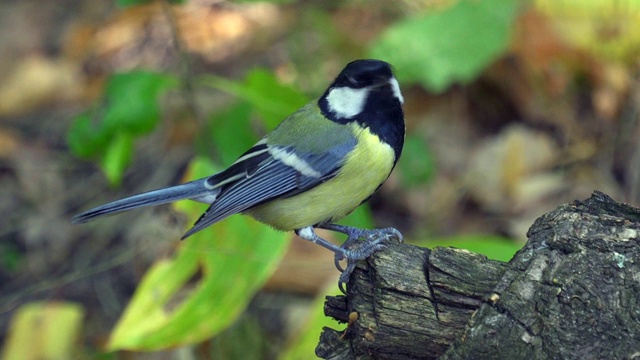 鸟-大山雀(Parus major)走过秋天的森林。视频素材