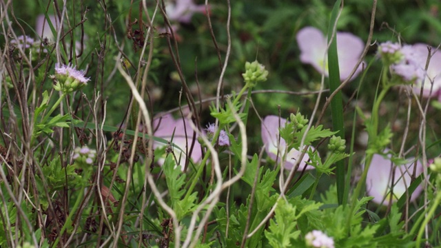 蝴蝶从花上起飞视频素材