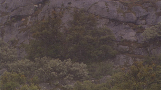 植被生长在优山美地国家公园的埃尔卡皮坦山脚下。视频素材