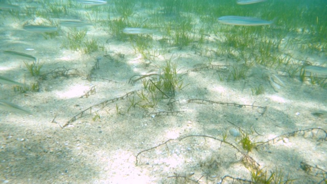 海底视频素材