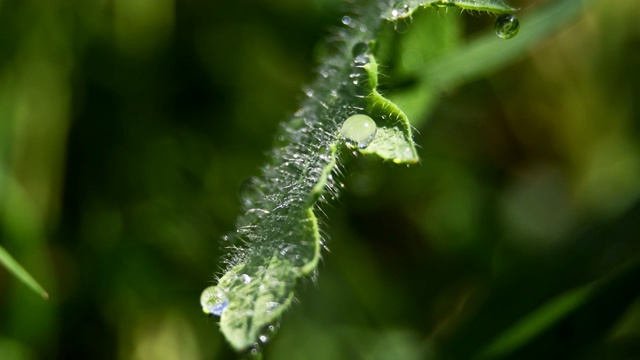 叶子上的一滴的特写视频素材