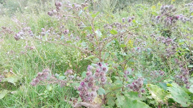 牛蒡丛和草地视频素材