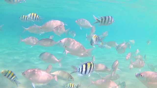 在阳光明媚的日子里，各种各样的红海条纹鱼在湛蓝清澈的海水里游泳。慢动作标准动作。间隔拍摄视频素材