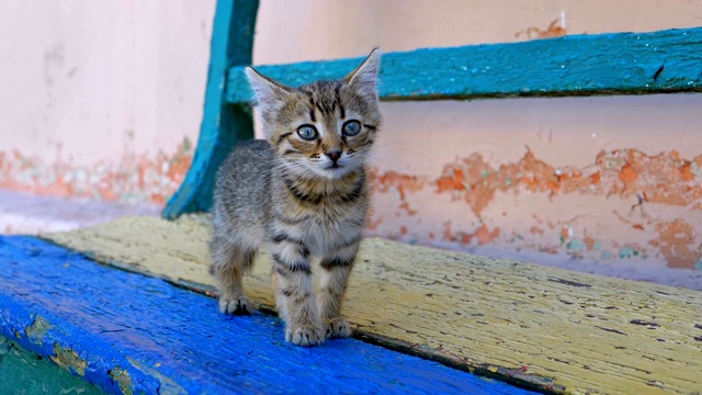 流浪的灰猫在街上慢镜头走着视频素材