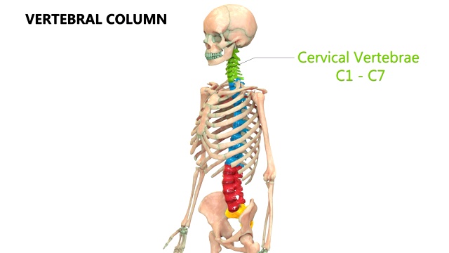 人体骨骼系统脊柱解剖学视频素材