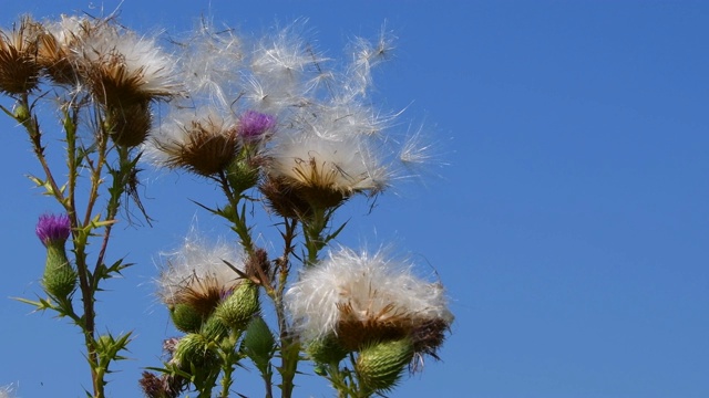 种子飞离花朵视频素材