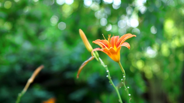 橙色百合花在自然背景视频素材