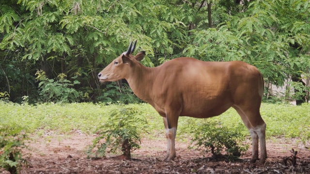 板藤(Bos javanicus)，野牛板藤，产于泰国森林，亚洲野生动物视频素材