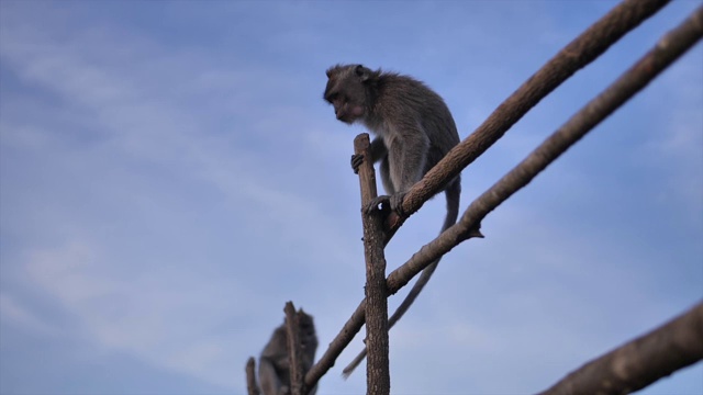 热带岛屿上火山顶上的野生猴子视频素材