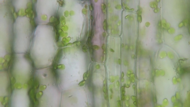 细胞质流又称原质流和胞浆流，是植物细胞周围细胞质的液体成分——细胞质溶胶和细胞器的定向流动。视频素材