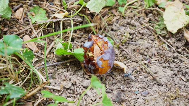 黄蜂和苍蝇吃的李子躺在地上视频素材