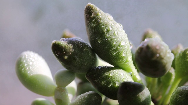 多肉植物近景的模糊背景视频下载