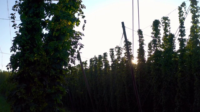 成熟的啤酒花花园傍晚的太阳视频素材