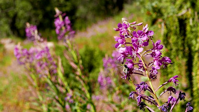 花大黄蜂花蜜山视频素材