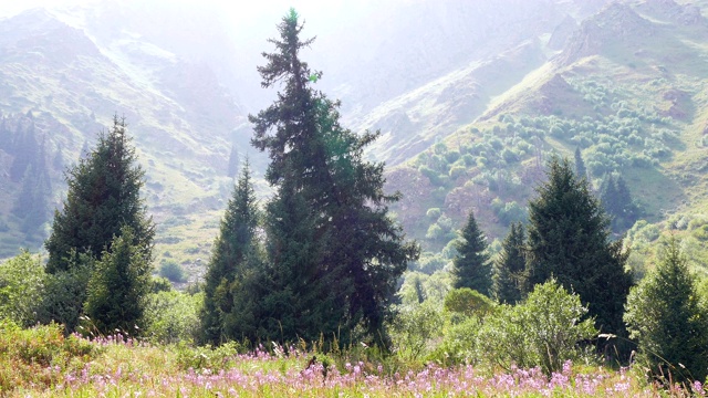 云杉阳光花山视频素材