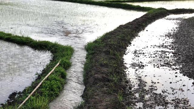 水通过稻田为雨季种植水稻做准备。泰国北部，在傍晚日落前把水送到田地里。video 4K视频片段。视频素材