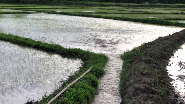 水通过稻田为雨季种植水稻做准备。泰国北部，在傍晚日落前把水送到田地里。video 4K视频片段。视频素材