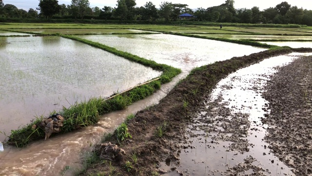 水通过稻田为雨季种植水稻做准备。泰国北部，在傍晚日落前把水送到田地里。video 4K视频片段。视频素材