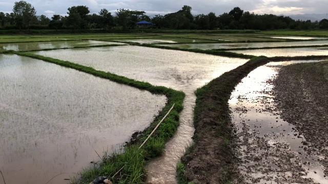 水通过稻田为雨季种植水稻做准备。泰国北部，在傍晚日落前把水送到田地里。video 4K视频片段。视频素材