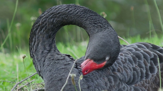 黑天鹅，苍鹭。大水鸟正在清理自己的羽毛。视频素材