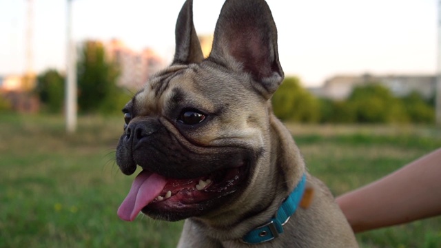 一个漂亮的法国斗牛犬的近距离肖像。狗看向别处。大的粉红色的舌头。慢动作视频素材