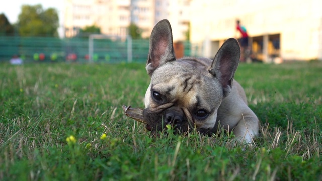 一只法国斗牛犬在绿色的草坪上啃着干兔子耳朵。健康食品。关闭了。慢动作视频素材