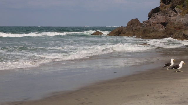 海浪，悬崖和海鸥视频素材