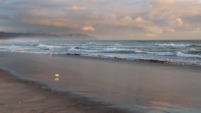 海鸥与海浪嬉戏视频素材