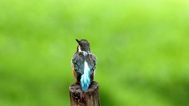 普通翠鸟与鱼(Alcedo atthis)美丽的颜色与鱼捕获栖息在泰国的一个分支视频素材