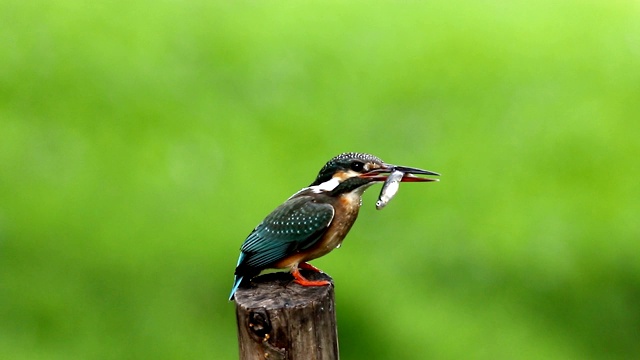 普通翠鸟与鱼(Alcedo atthis)美丽的颜色与鱼捕获栖息在泰国的一个分支视频素材