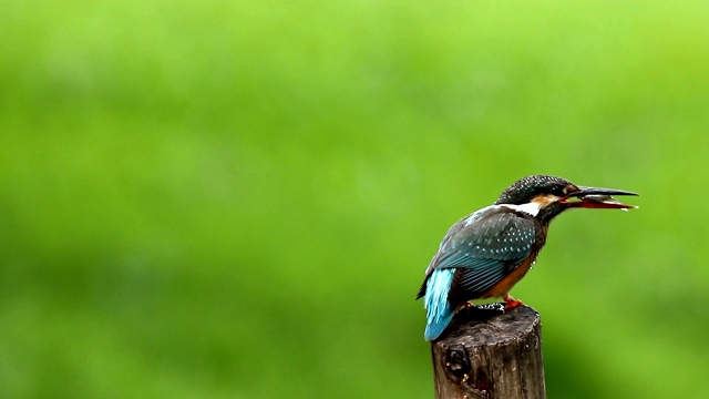 普通翠鸟与鱼(Alcedo atthis)美丽的颜色与鱼捕获栖息在泰国的一个分支视频素材