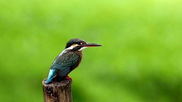 普通翠鸟与鱼(Alcedo atthis)美丽的颜色与鱼捕获栖息在泰国的一个分支视频素材