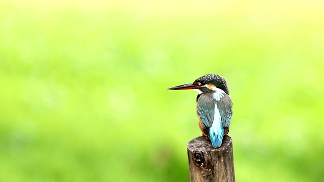 普通翠鸟与鱼(Alcedo atthis)美丽的颜色与鱼捕获栖息在泰国的一个分支视频素材