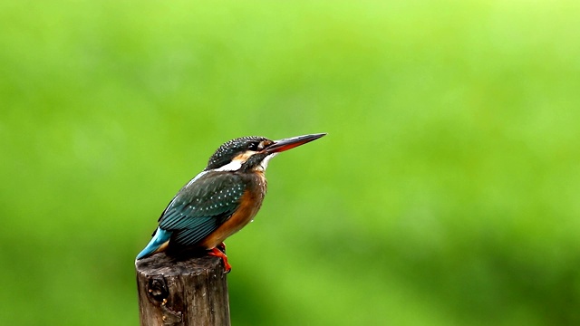 普通翠鸟与鱼(Alcedo atthis)美丽的颜色与鱼捕获栖息在泰国的一个分支视频素材