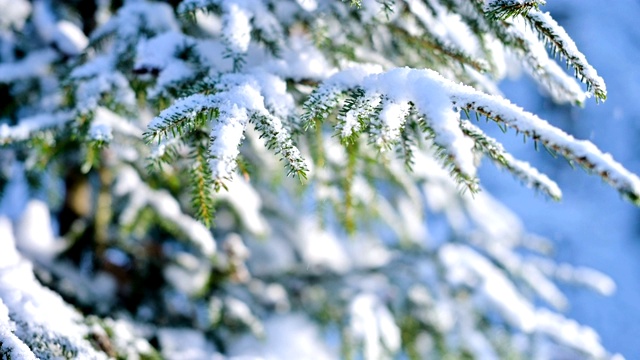 近距离的树木在冬天的森林中摇晃，从风在下雪视频素材