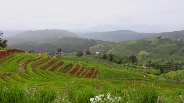 绿色梯田Pa Pong Pieng, Mae Chaem，清迈省，泰国视频素材