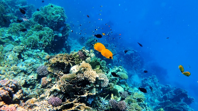 一群鱼在埃及红海的珊瑚花园里视频素材