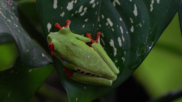 哥斯达黎加雨林中的红眼树蛙(Agalychnis callidryas)视频素材