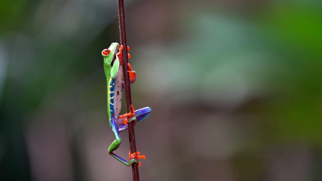 哥斯达黎加雨林中的红眼树蛙(Agalychnis callidryas)视频素材