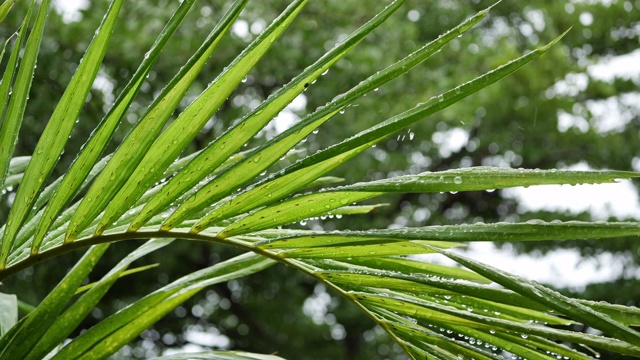 雨滴落在树叶上自然，雨天景色视频素材